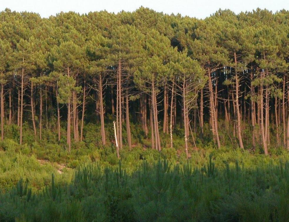 Gironde : un projet de centrale solaire entraînant la destruction de 1.000  hectares de forêt divise